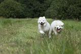 SAMOYEDE 036